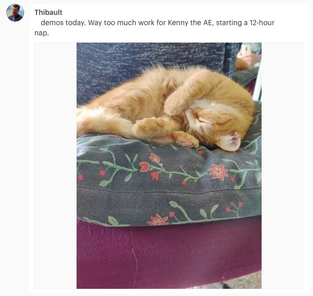 Remote team building - Intranet use case: employee sharing a picture of his sleepy brown cat on the Simpplr intranet