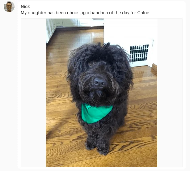 Remote team building - Intranet use case: employee sharing his dog picture wearing a green bandana on the Simpplr intranet