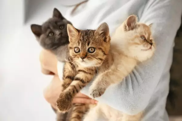 Team building - person holding three small kittens