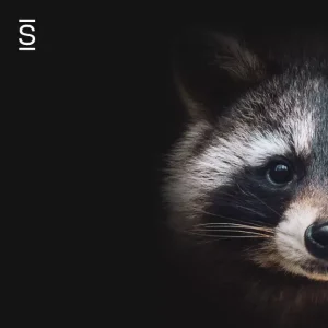 Overcoming communication barriers - half-headshot of a raccoon Guardians of the Galaxy